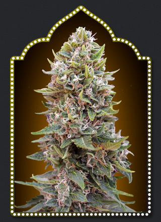 AUTO CHEESE BERRY (5) 100 00 SEEDS